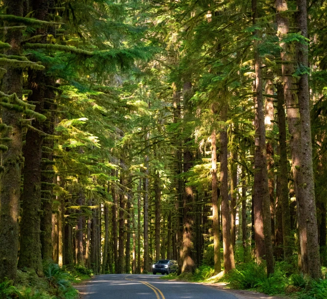 a tree lined road leads to a parked car