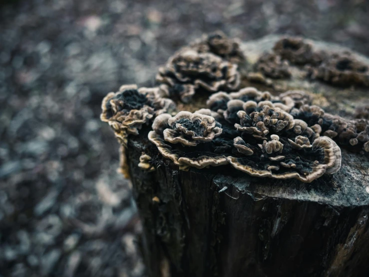 black and brown mushrooms on a tree stump