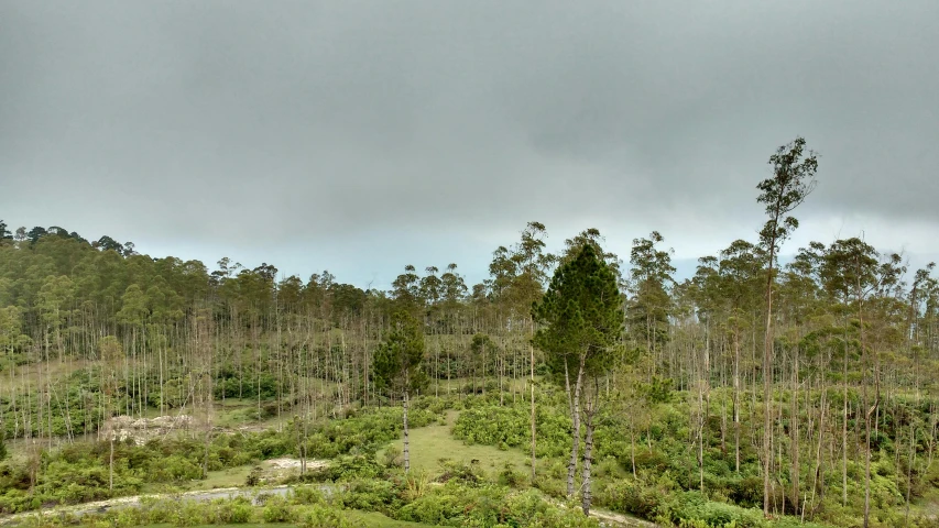 the road is surrounded by a vast expanse of trees