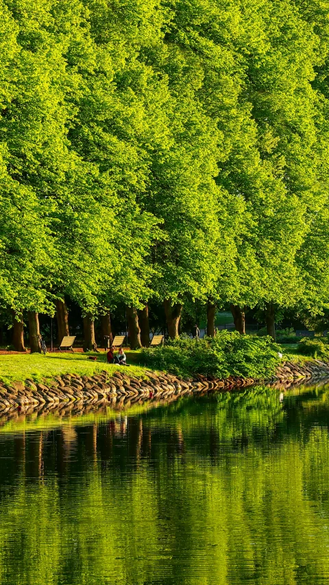 a view of the water with the trees all around it