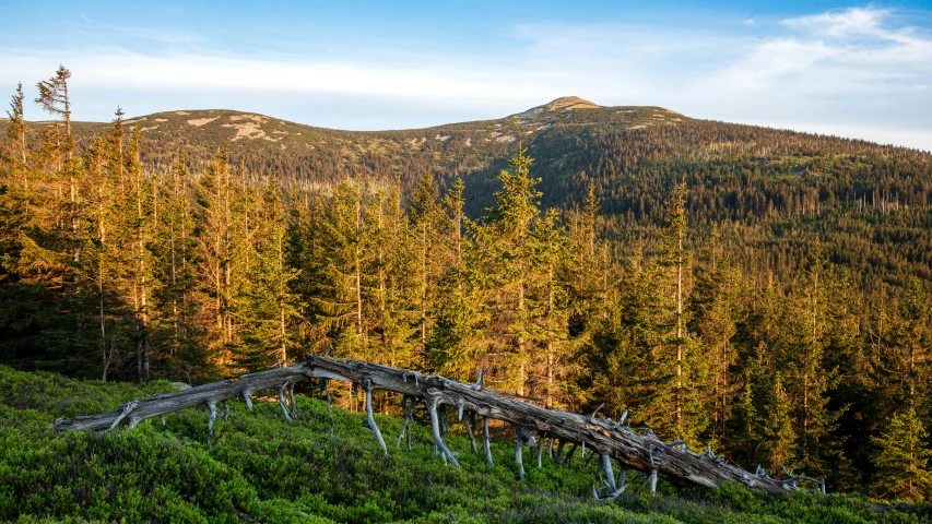 an old tree bridge in the middle of a forest