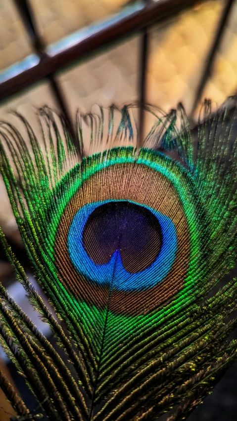 a peacock feathers tail is seen from the top