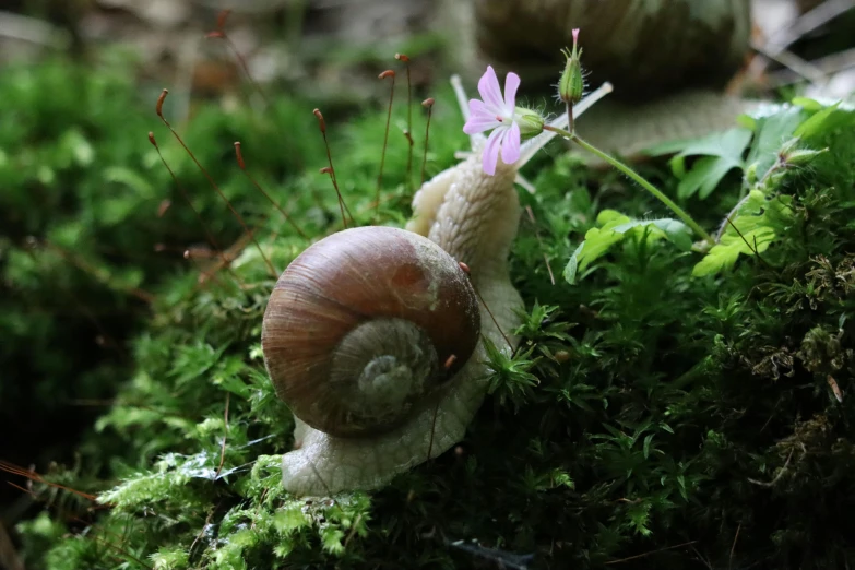 two snails walking in moss, with one looking up at the camera