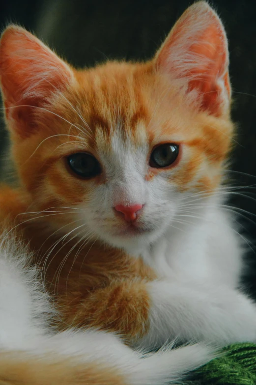 a little kitten sitting on a blanket looking up