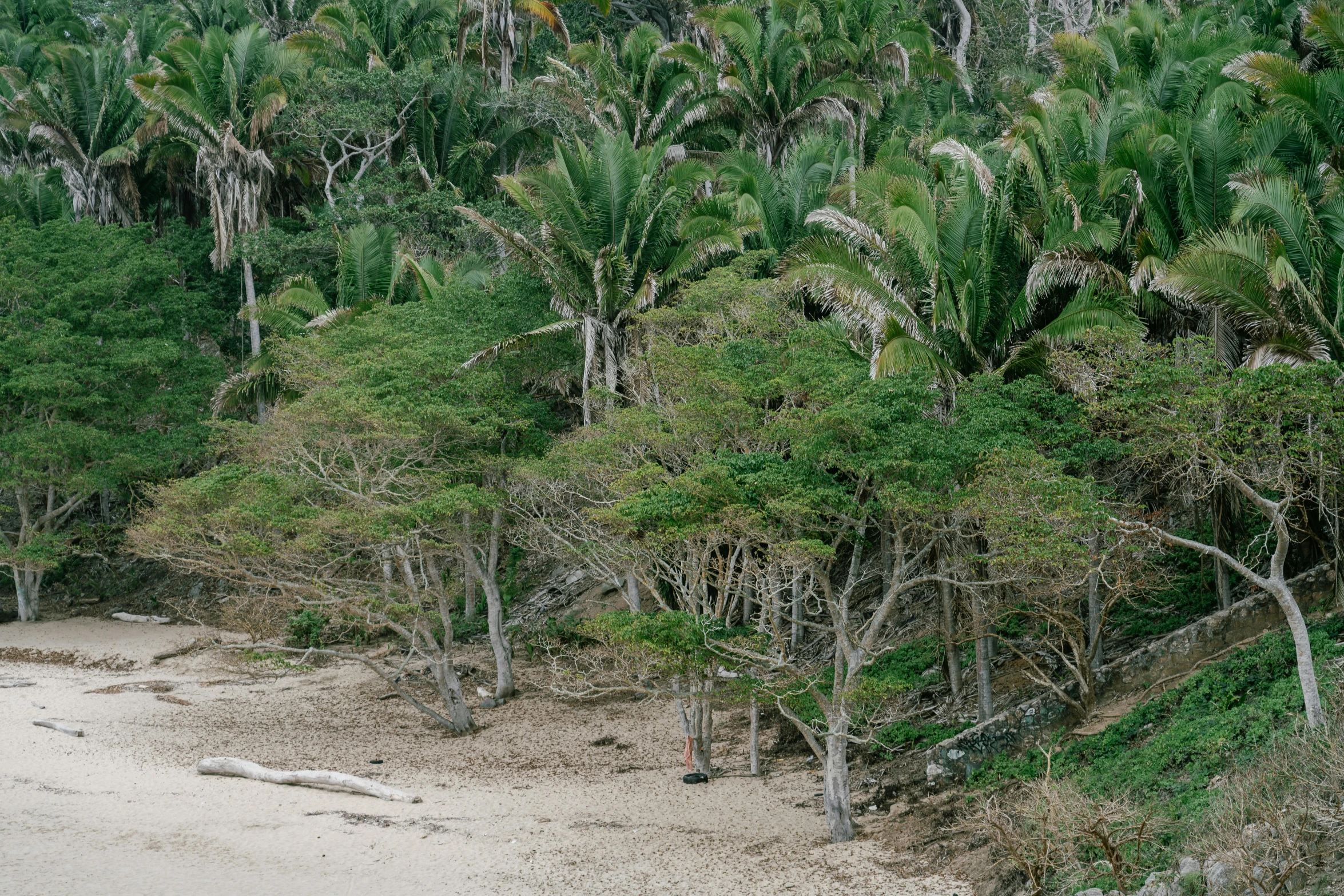 a dirt beach with trees and grass covered in foliage