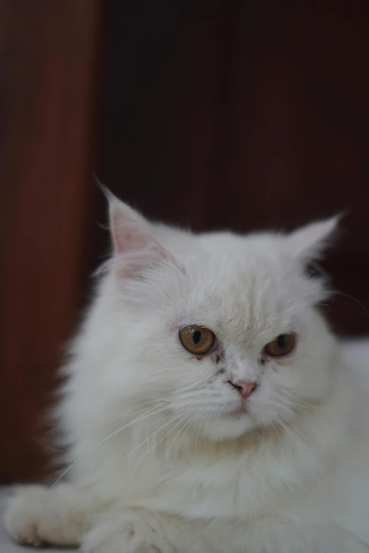 a white cat laying down on the ground