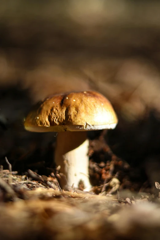 closeup of a mushroom, possibly a brown cap