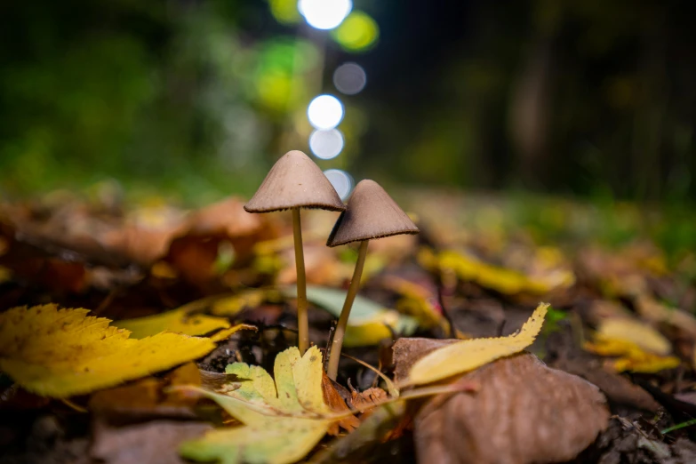 three mushrooms sitting in leaves on the ground