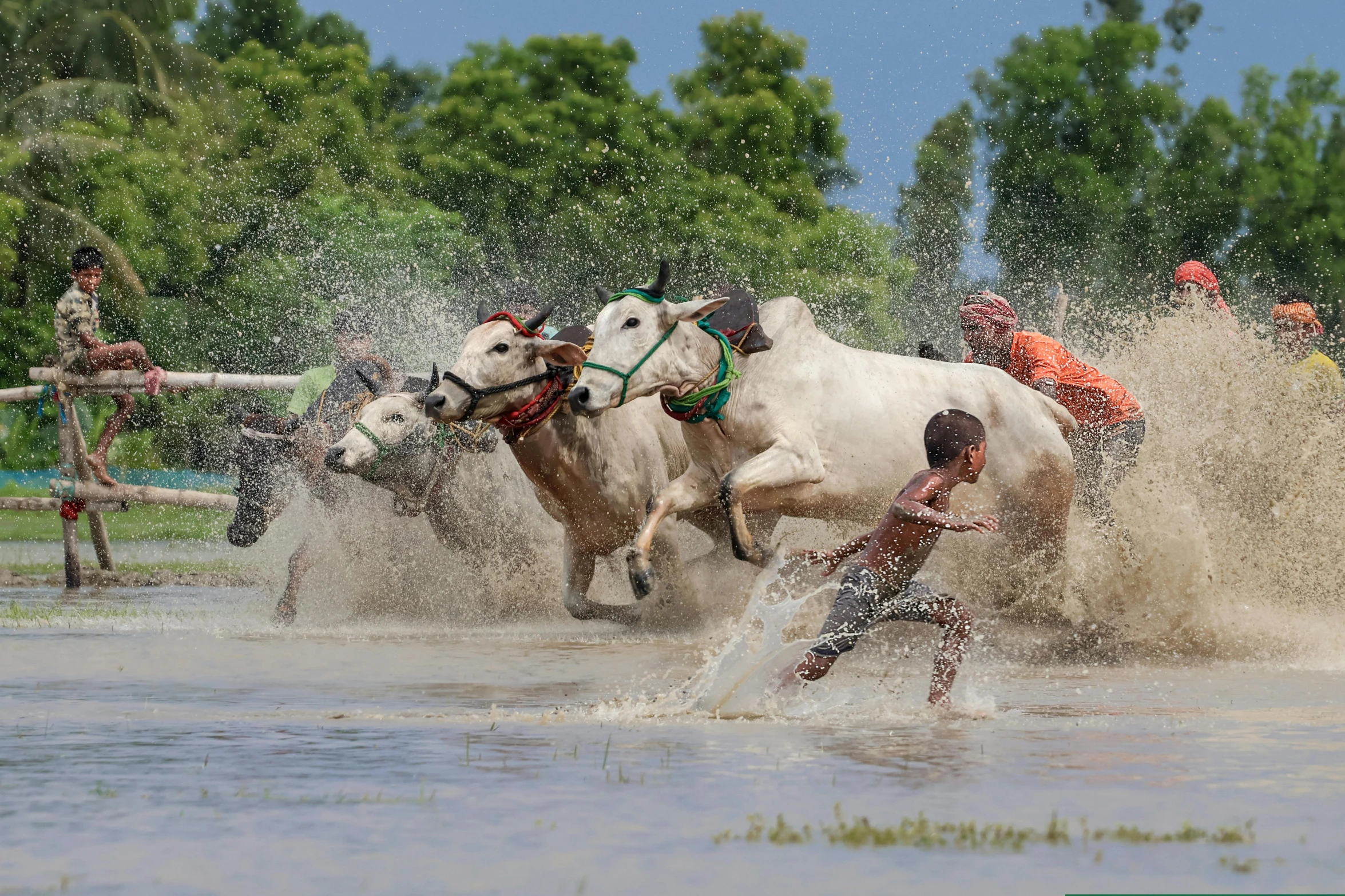 people that are playing in the water with horses