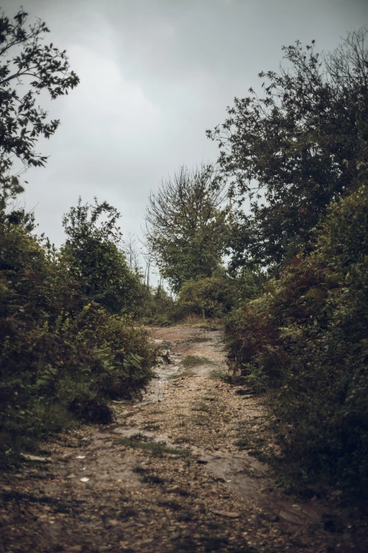 an area with a path through some trees