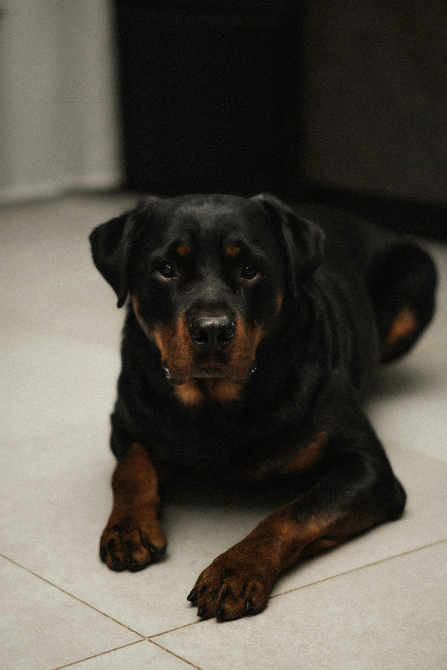 a black and brown dog lying on tiled floor