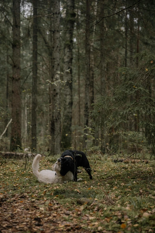 a white swan and black dog in a forest with trees