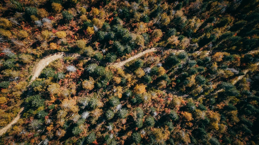 a top down view of a road surrounded by lots of trees