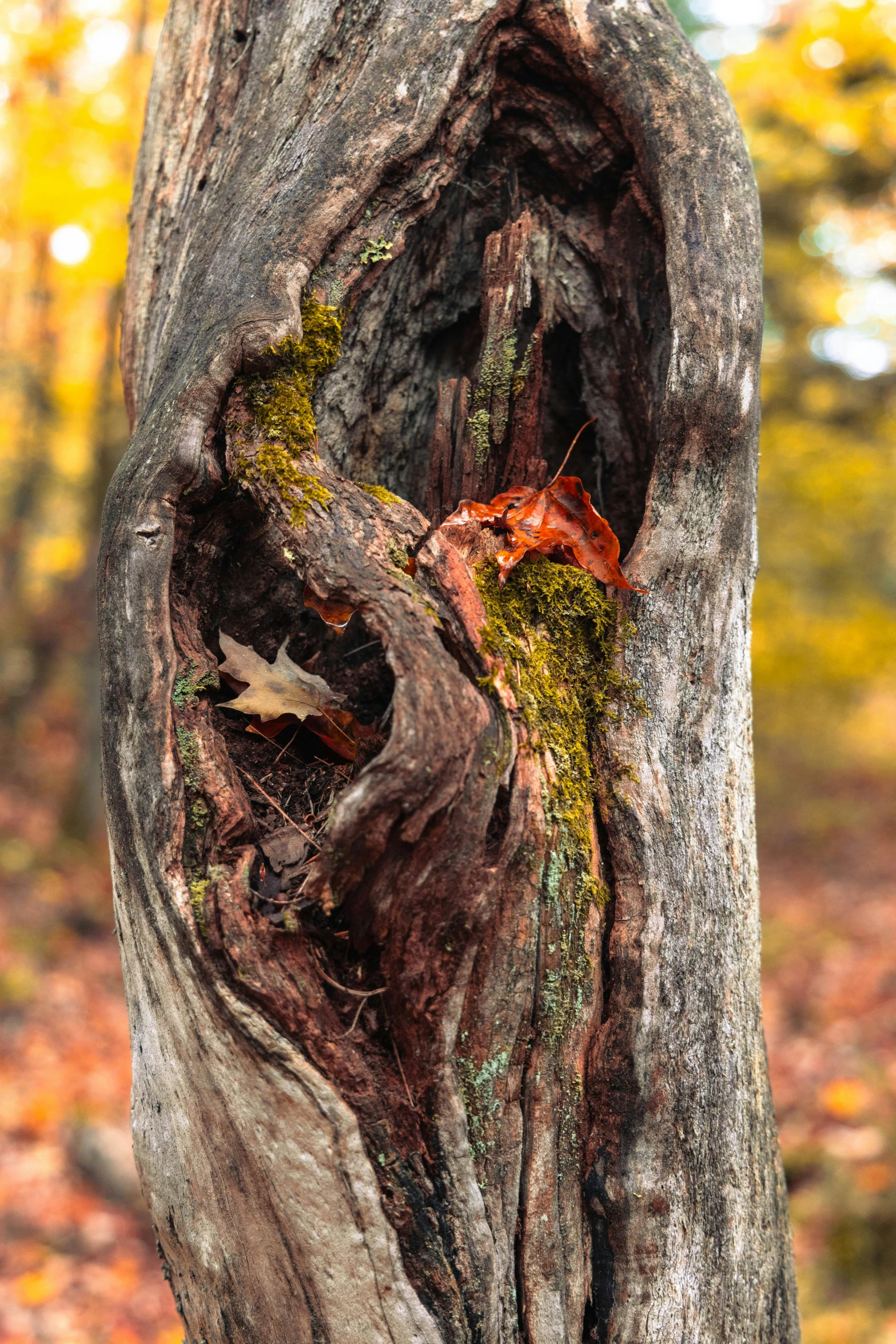 a split up tree stump with moss growing on it