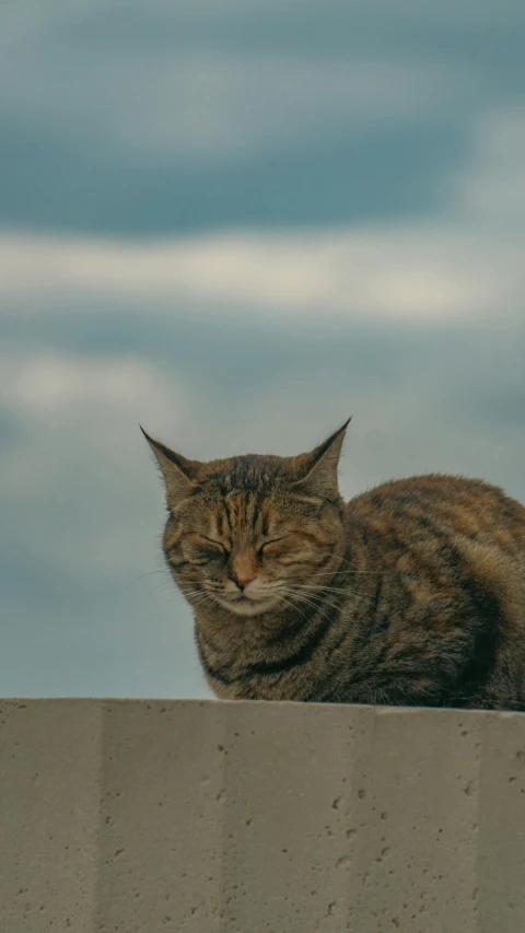 a large cat on top of a wall next to a parking meter