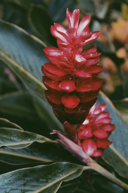 some red flowers with green leaves and dark gray water