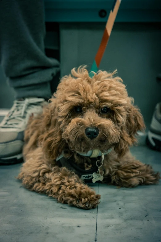 small furry dog sitting on cement with a toothbrush