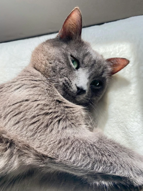 a close up of a cat laying on a bed