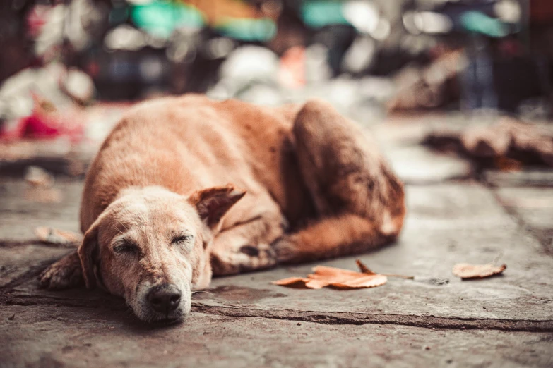 a dog laying on the ground next to a leaf