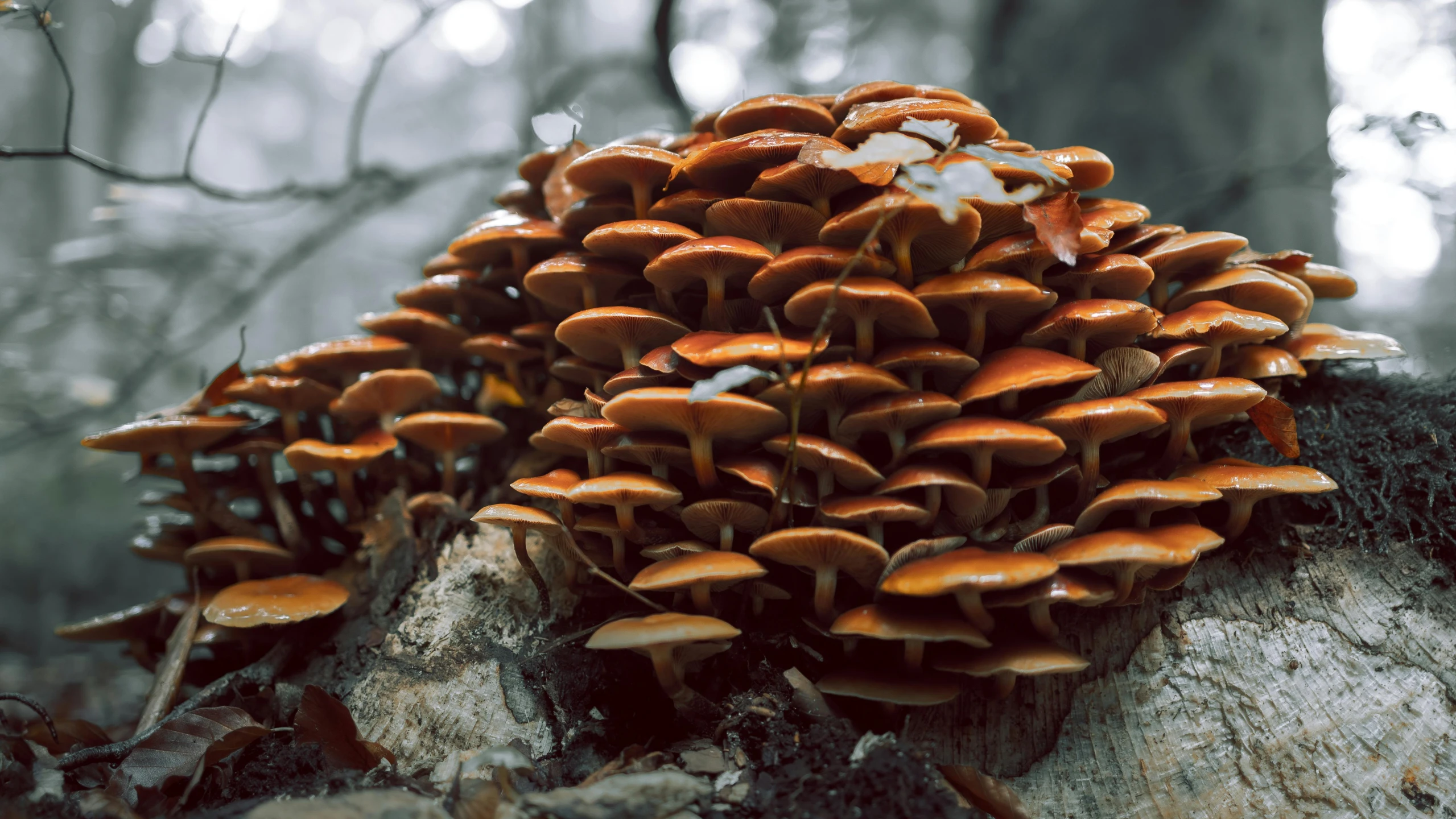 this group of mushrooms is growing on a tree trunk