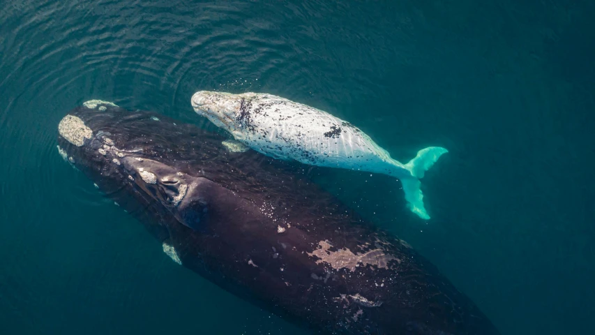 two adult and baby humpback whales are swimming in the water