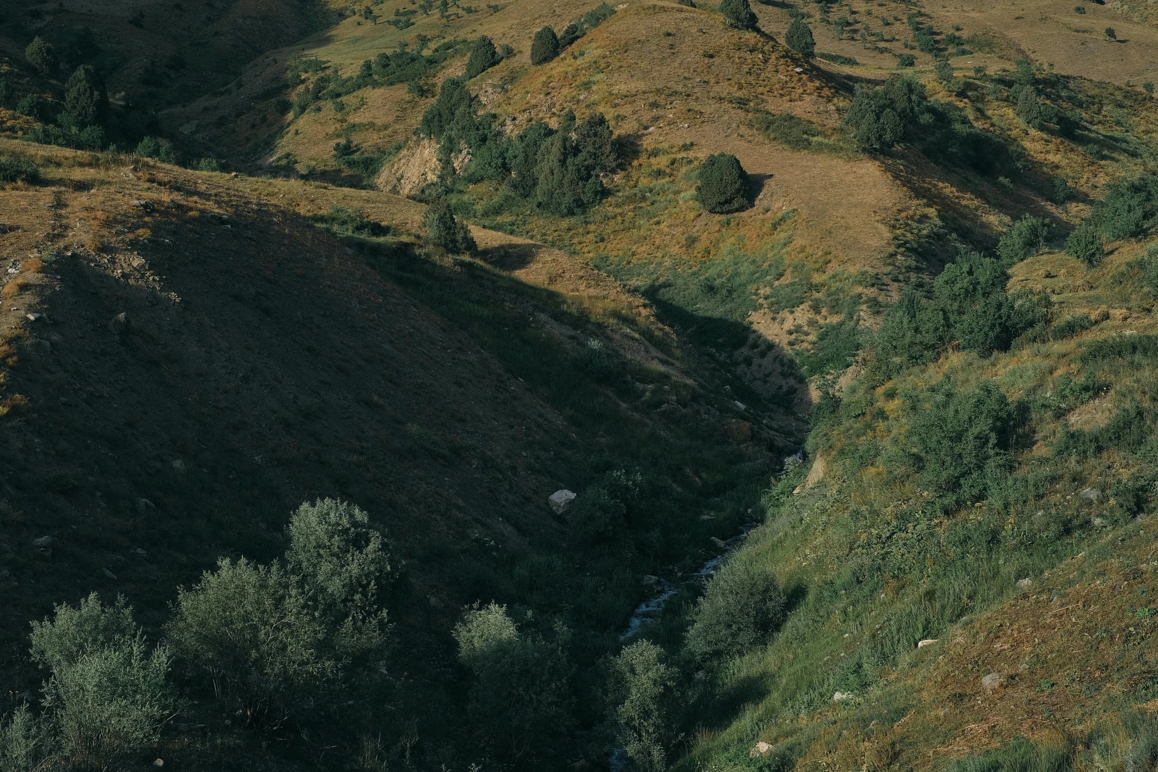 a group of sheep grazes on a grassy plain