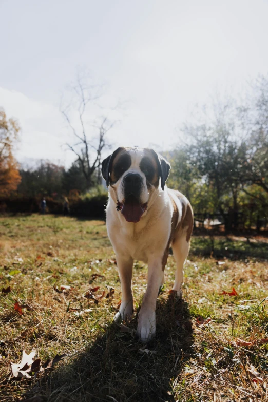 the young brown and white dog is standing on some grass