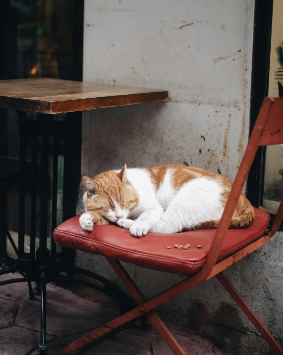 an orange and white cat rests on a red chair