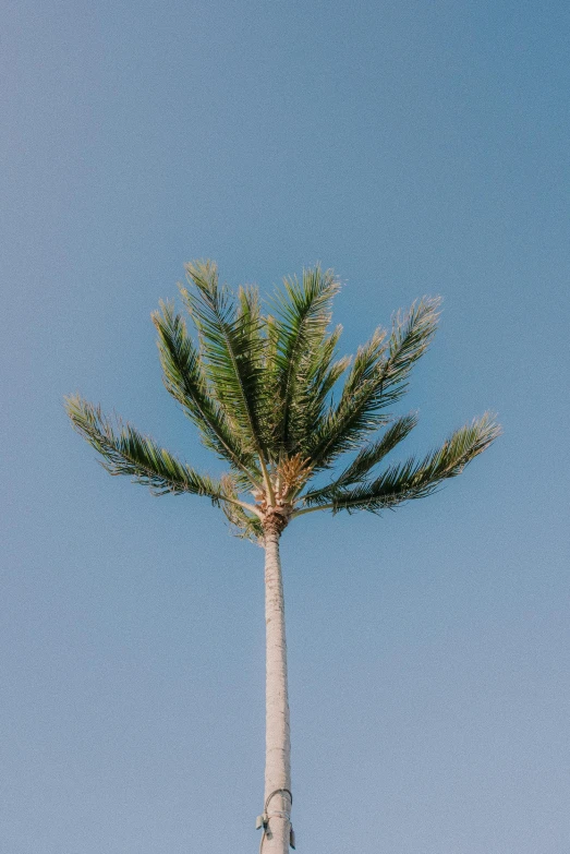 a palm tree with blue sky and no leaves