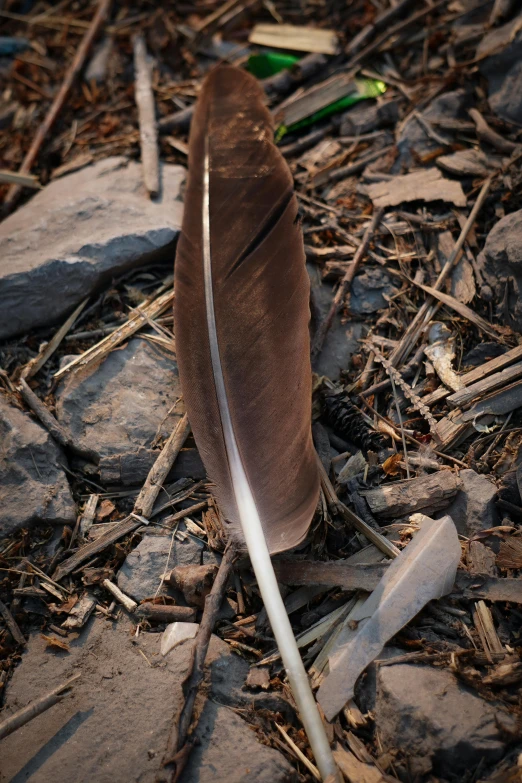 a bird feather is shown on some brown dirt