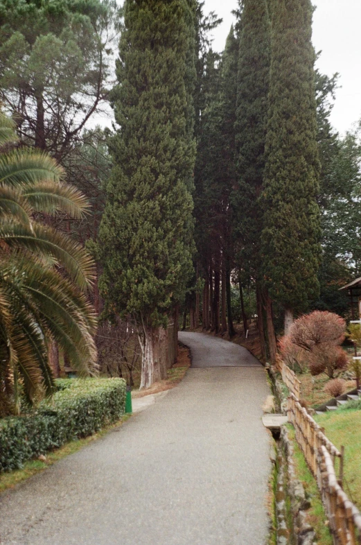 a road in a park with trees next to it