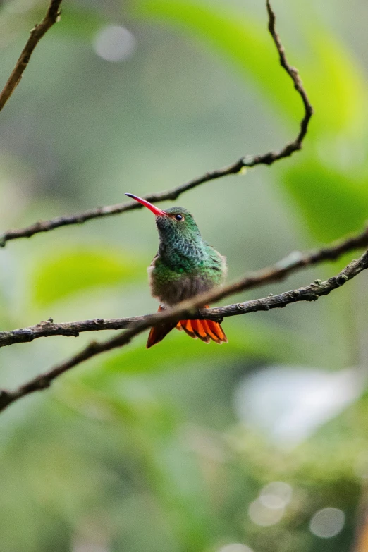 a small bird sits on a nch