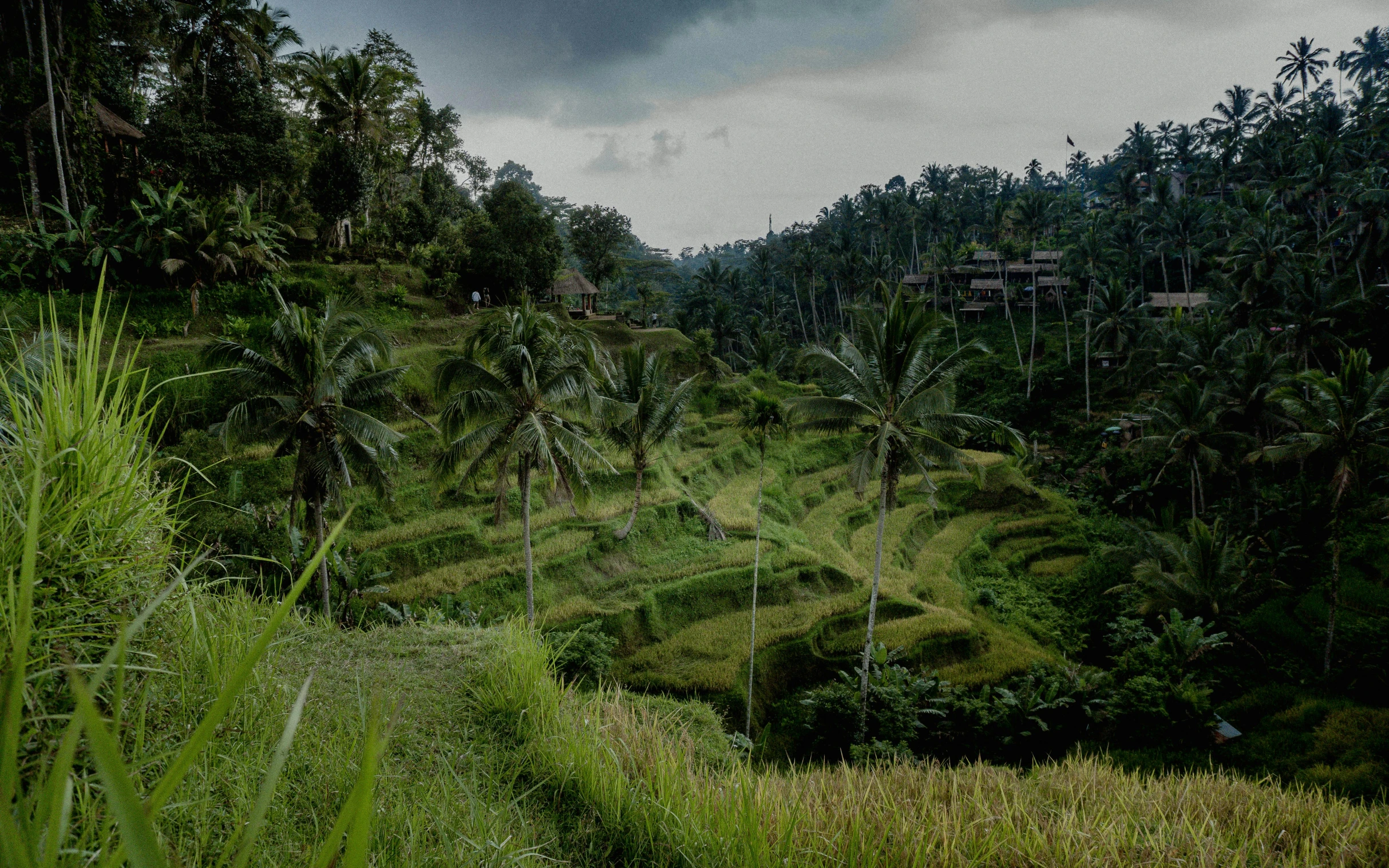 a path through the jungle, with a cloudy sky in the background