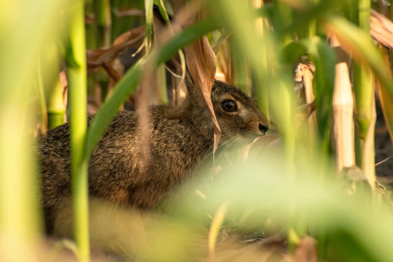 a rabbit sitting in the grass with it's eyes open
