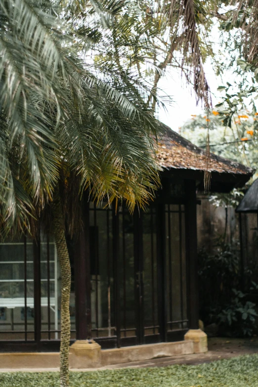 an image of a palm tree in a house with a fence