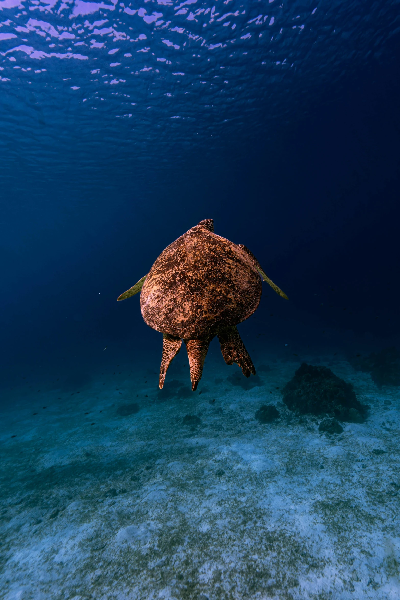 a large turtle is in the ocean water