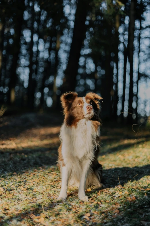 a dog that is sitting in the grass