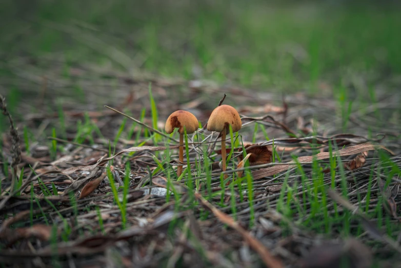 two little yellow mushrooms on the ground in the grass