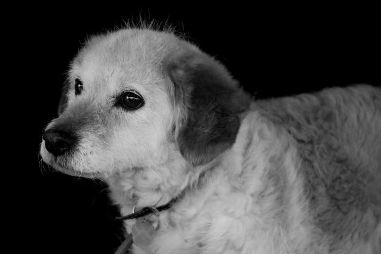 black and white pograph of a dog's face