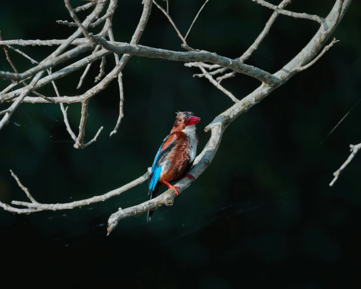 the red bird is perched on the bare tree limb