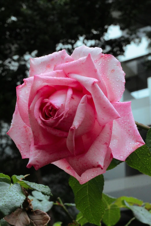 a pink rose with green leaves near a building