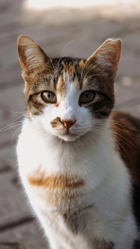 a cat looks directly into the camera with a confused look