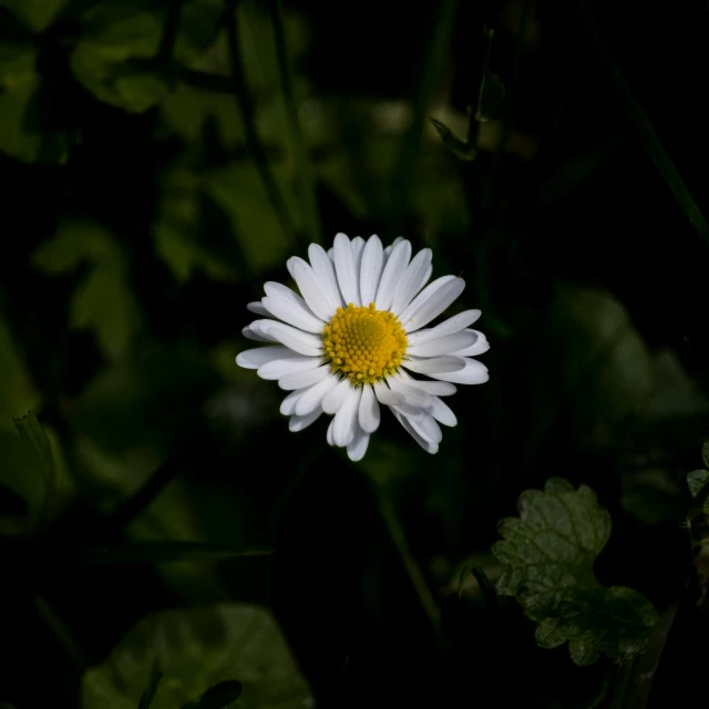 white and yellow flower in dark green garden