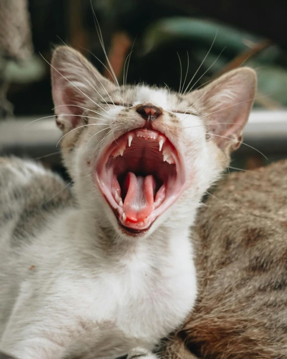 a cat that has it's mouth open and its teeth wide