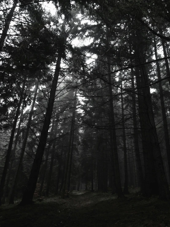 an image of a black and white forest with fog