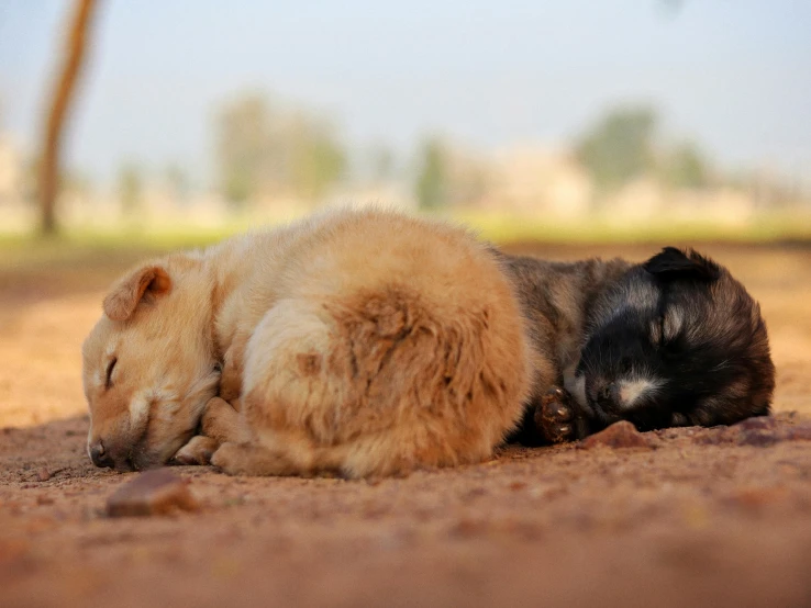 two small dogs snuggling next to each other