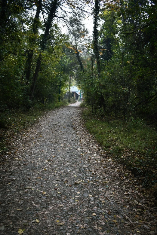 the view of a small, wooded road through trees