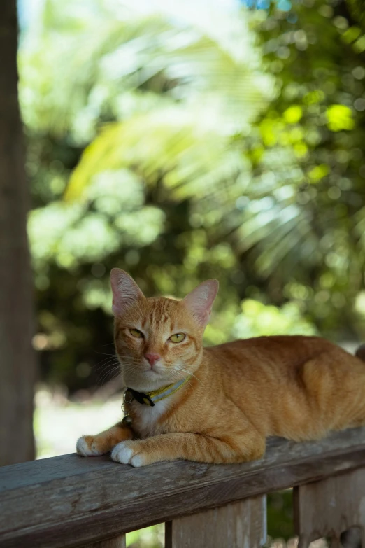 a cat is laying on a fence and looking ahead