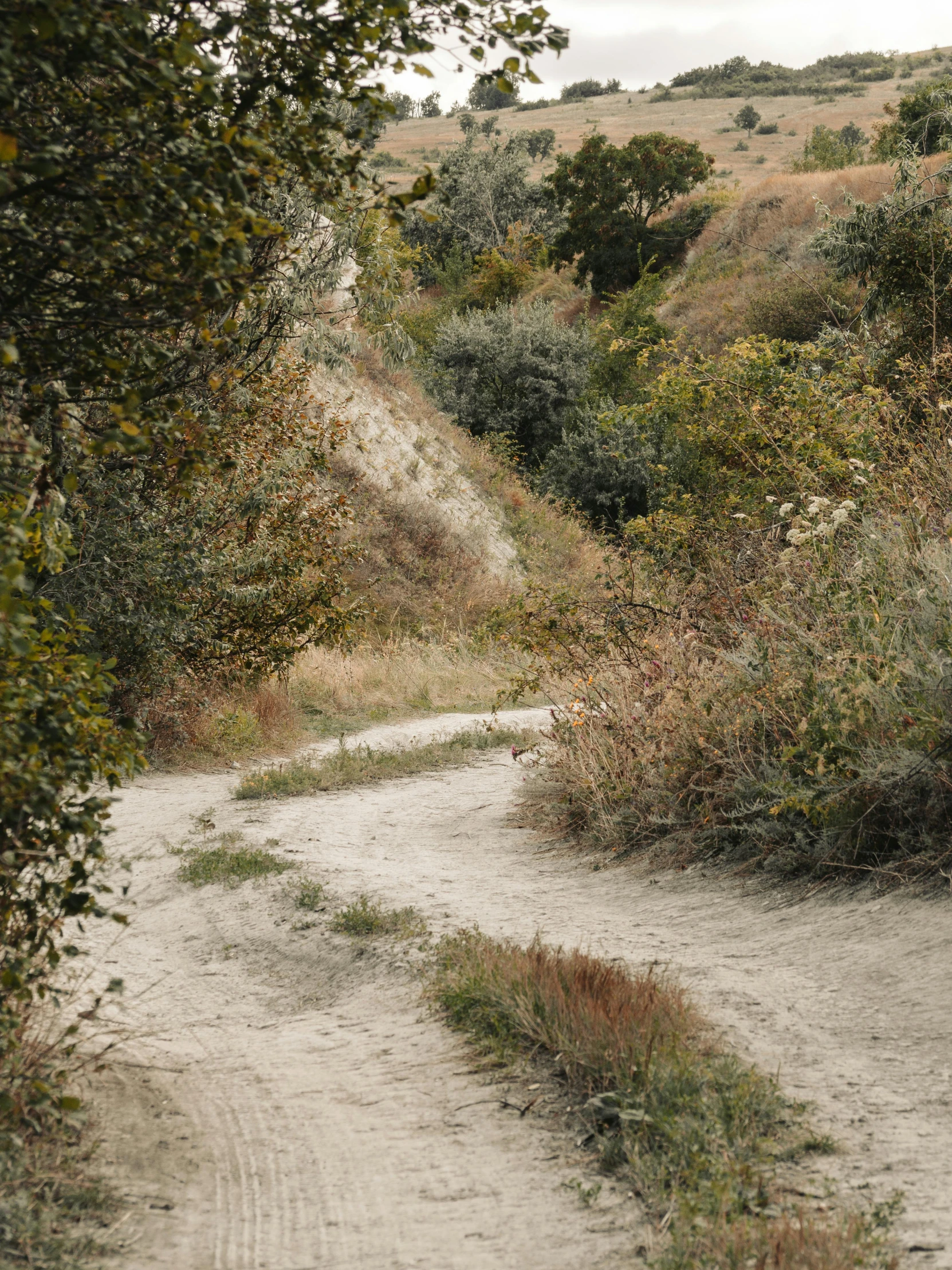 a road is surrounded by trees and shrubs