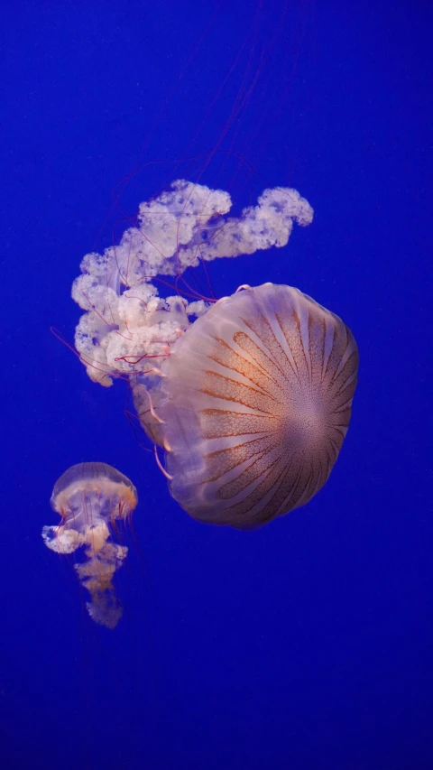 two jellyfish swim in the blue water together